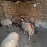 ۸عدد شک شیره دار ابستن اول شکم