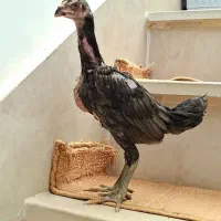 جوجه لاری طوسی