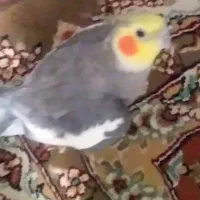 عروس هلندی گمشده