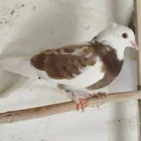 کفتر