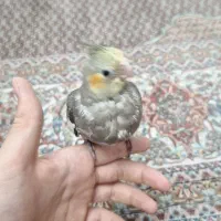 یک عدد عروس هلندی 2 ماهه گمشده