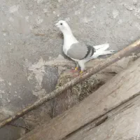 سبزخط زرد