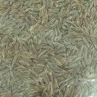 زیره سبز