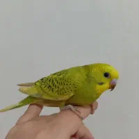 مرغ عشق اهلی زیبا