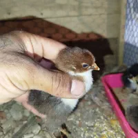 جوجه دورگه لاری دومه