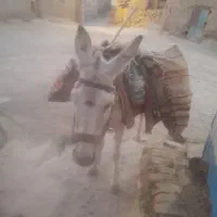 الاغ