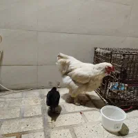 یدونه مرغ رومانی تخم گذار