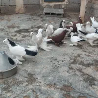 کبوتر