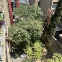 استخدام مامور خرید