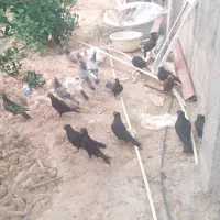 کفتر زاغ آبادانی چند جفت  عروسک