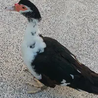 سیکا اردک روسی تخمگذار
