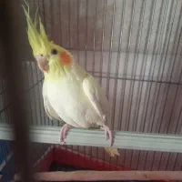 جوجه عروس هلندی