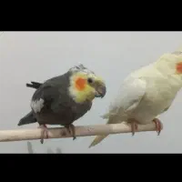 عروس هلندی فروشی