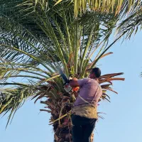 قطع نخل برش نخل دیمیت رایگان