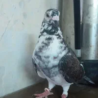 سوسکی بزک
