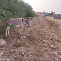 فروش الاغ