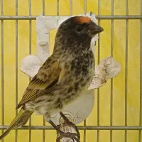 سهره گلبسر نر جوجه قفس رام