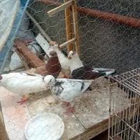 کفتر صید
