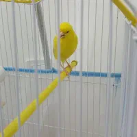 قناری طلایی رسمی بلند نر دهن زن