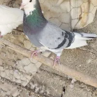 شازده سبز