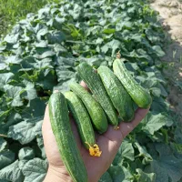 خیارسبز محلی فضای باز