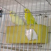 یک‌جفت مرغ‌عشق مولد مست و سرحال، جوجه داده