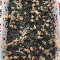 جوجه حلزون آچاتینا آلبینو