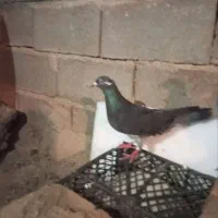کفتر|پرنده|تربت جام, شهرک آزادگان|دیوار