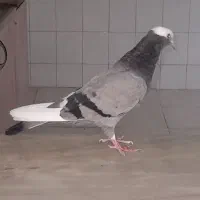 کفتر شازده نر