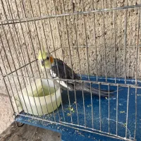 عروس هلندی نر