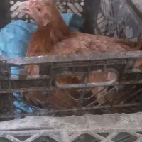 سلام