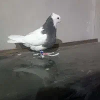 طوقی  ماده