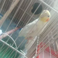 عروس هلندی