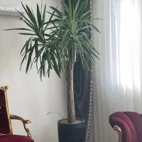 درخت یوکا باچهارشاخه بارور