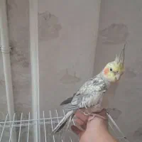 عروس هلندی دستی اوازخون نر۶ماه