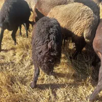 یه عدد بره نره افشار