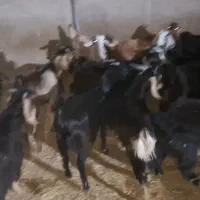۳۵ راس بزغاله نر و ماده کیلویی ۵۲۰