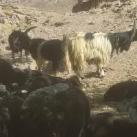 بزغاله دوبوری