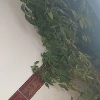 گل شفلرا