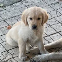 توله گلدن رتریور