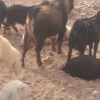 چبش  گوسفند