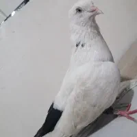 کفتر