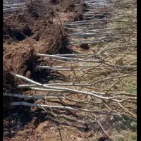 نهال گردو سه ساله شاخه دار