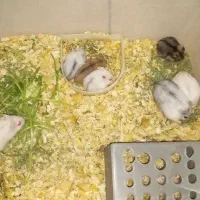 همستر های ۲۰ روزه بازیگوش