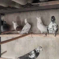 فروش کفتر