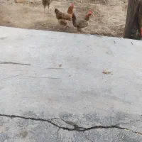 خروس‌‌ومرغ‌محلی