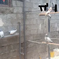 کبوتر|پرنده|خمام, |دیوار