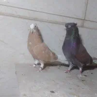 کفتر شرطی زحمت کشیده