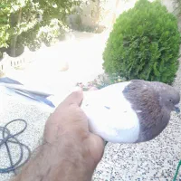 کبوتر