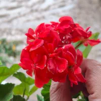 شماره ثابت رند بیلبوردی